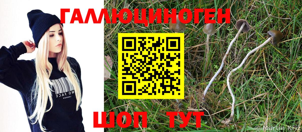 Галлюциногенные грибы GOLDEN TEACHER  как найти   Заринск  Вход с VPN 